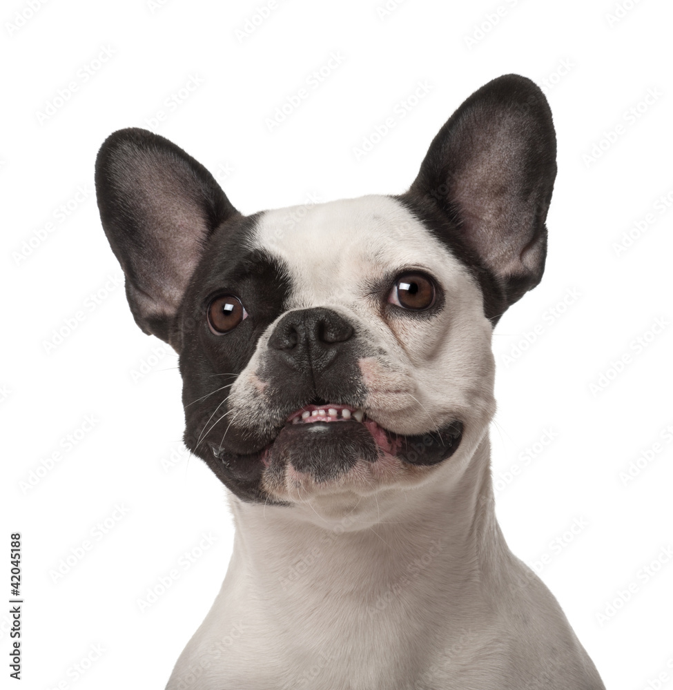 French Bulldog, 3 years old, against white background