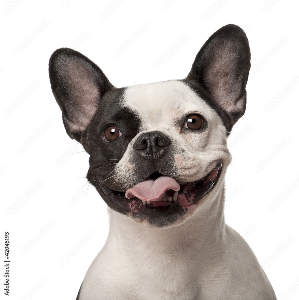 French Bulldog, 3 years old, against white background
