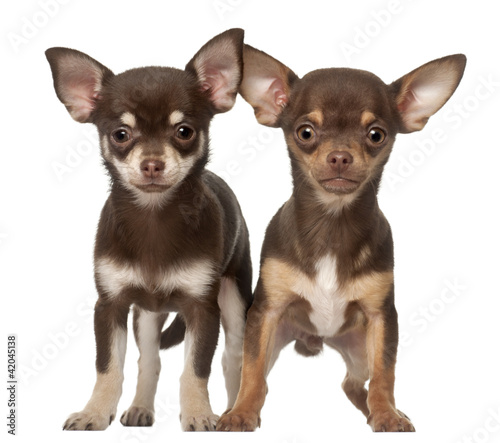 Chihuahua puppy, 6 months and 3 months old