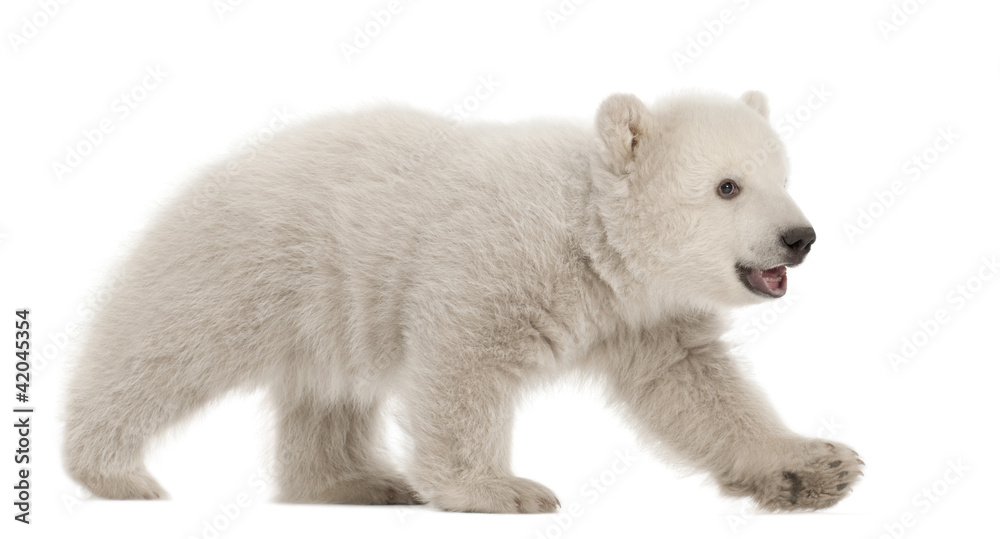 Polar bear cub, Ursus maritimus, 3 months old Polar bear cub, Ursus maritimus, 3 months old