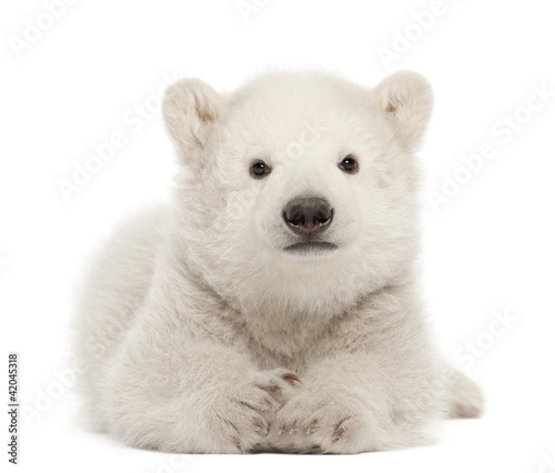 Polar bear cub, Ursus maritimus, 3 months old, lying