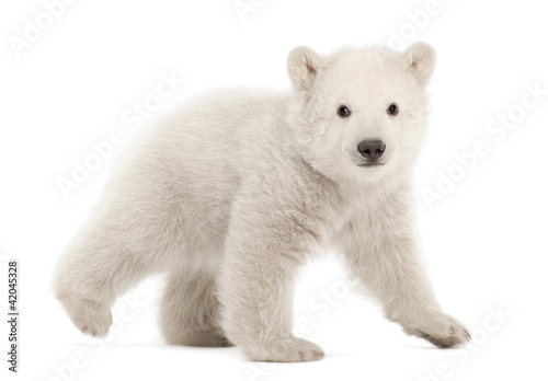 Canvas Print Polar bear cub, Ursus maritimus, 3 months old
