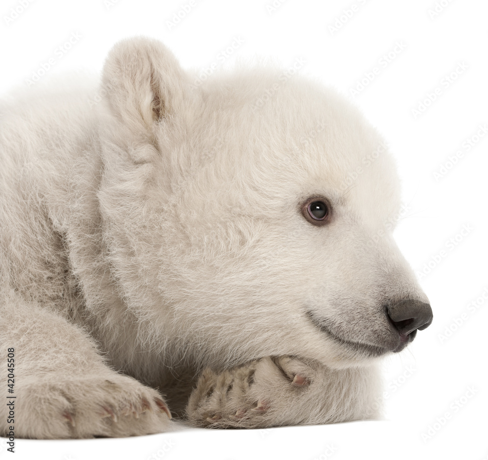 Polar bear cub, Ursus maritimus, 3 months old, lying Polar bear cub, Ursus maritimus, 3 months old, lying