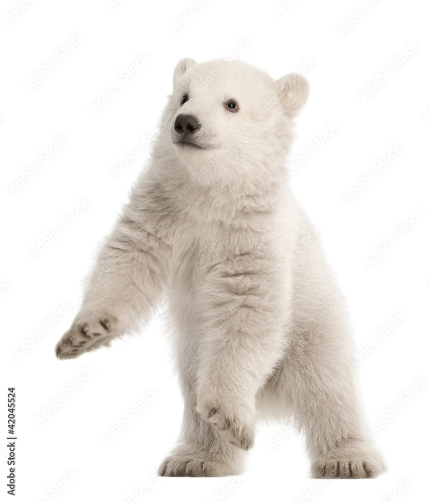 Polar bear cub, Ursus maritimus, 3 months old, standing