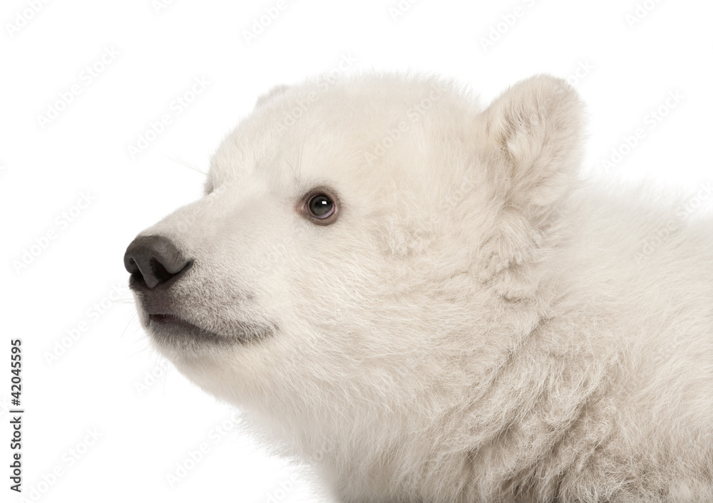 Polar bear cub, Ursus maritimus, 3 months old Polar bear cub, Ursus maritimus, 3 months old