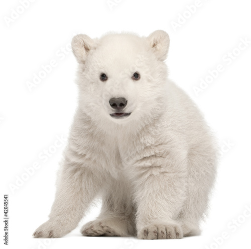 Polar bear cub  Ursus maritimus  3 months old