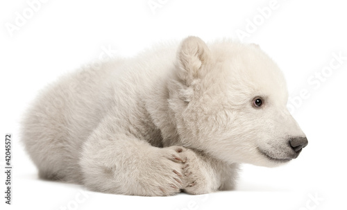 Polar bear cub, Ursus maritimus, 3 months old, lying