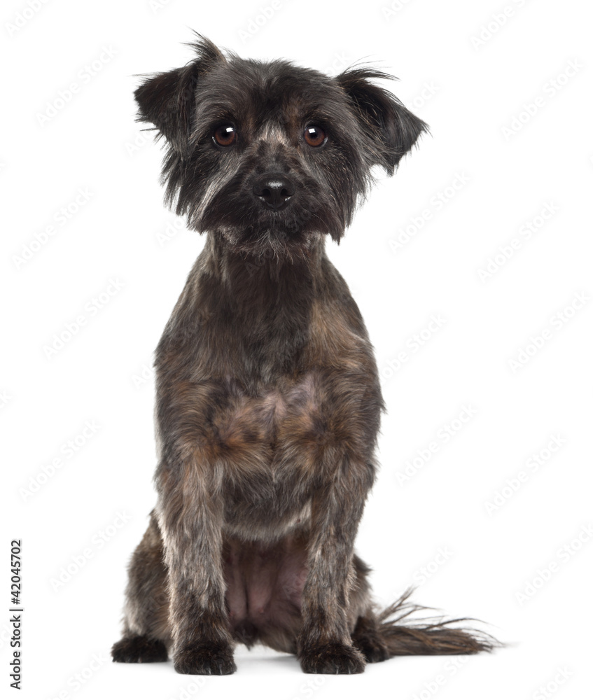 Yorkshire Terrier, 2 years old, sitting against white background Yorkshire Terrier, 2 years old, sitting against white background