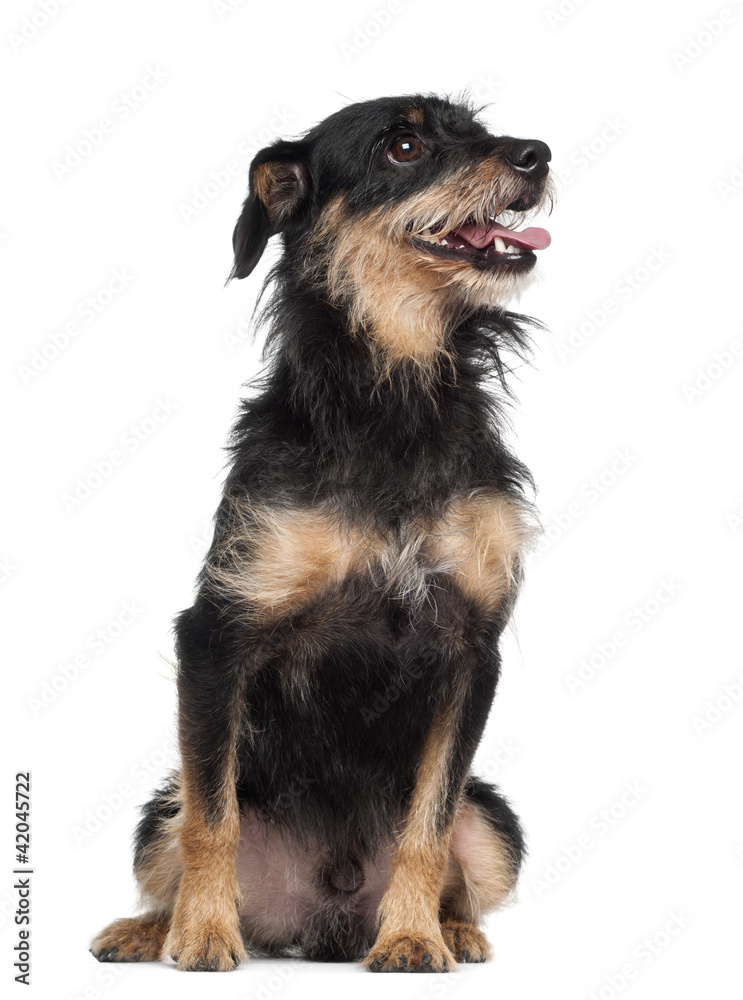 Crossbreed dog sitting against white background Crossbreed dog sitting against white background