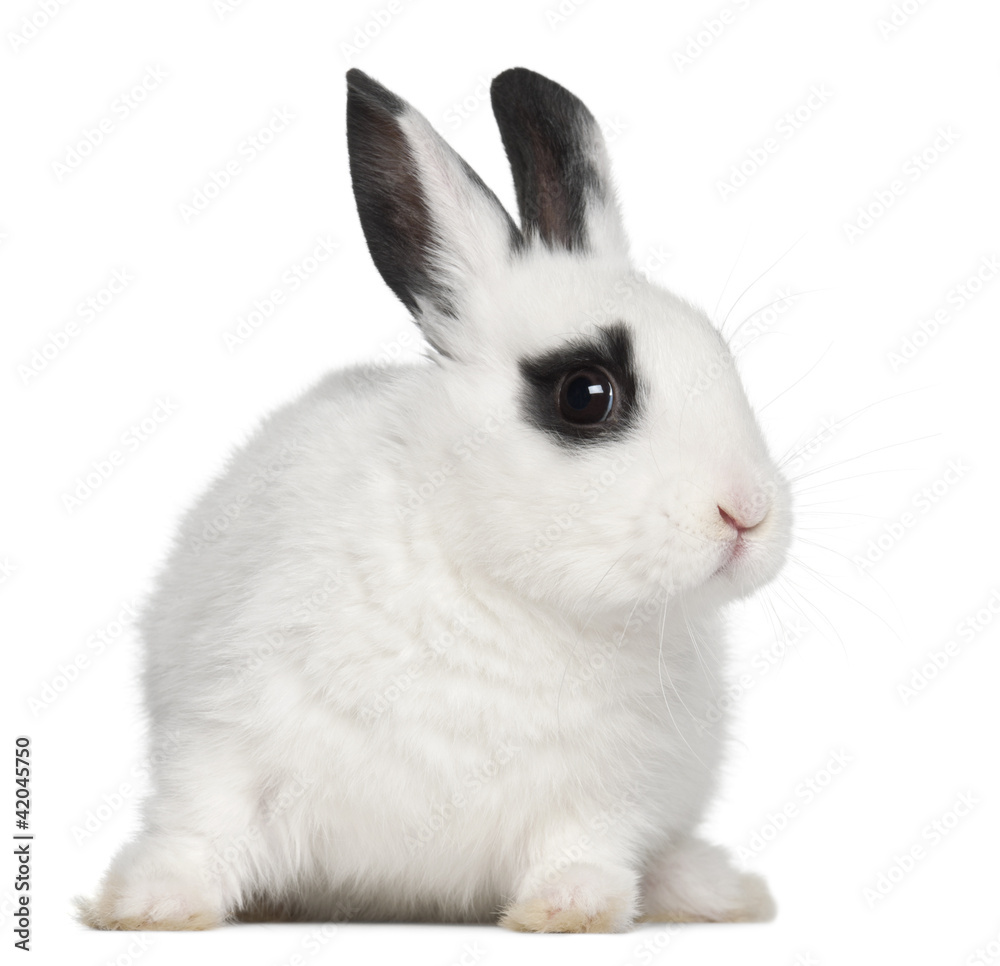 Young Dalmatian rabbit, 3 months old, against white background