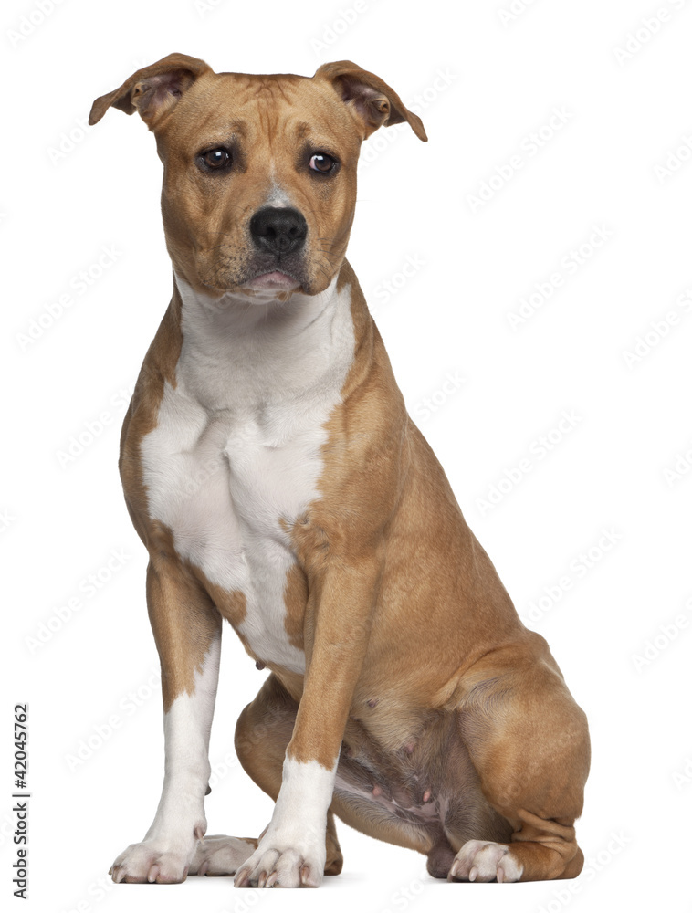 American Staffordshire Terrier, 8 months old, sitting