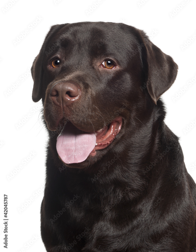 Labrador Retriever, 10 months old, against white background Labrador Retriever, 10 months old, against white background