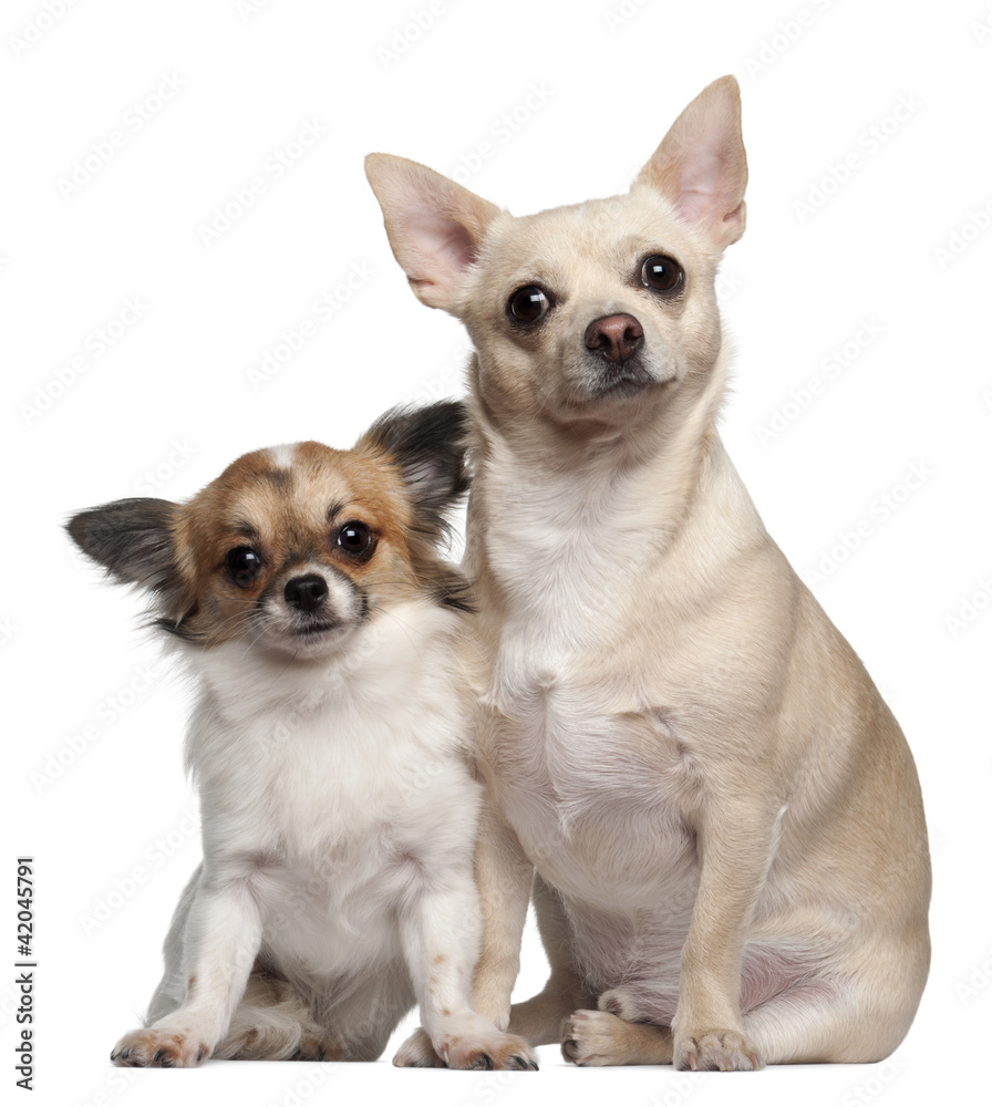 Chihuahuas, 1.5 years old and 1 year old, sitting