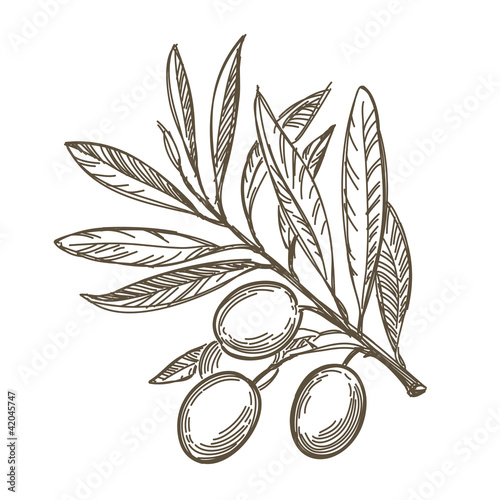 Vector sketch of olive tree branch