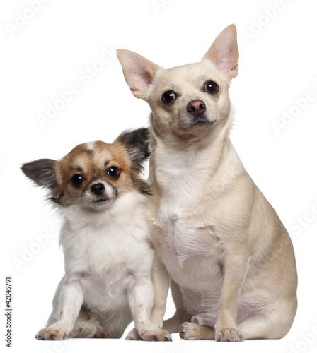 Chihuahuas, 1.5 years old and 1 year old, sitting © Eric Isselée
