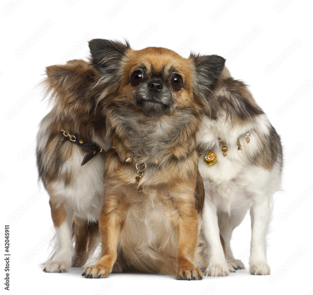 Chihuahuas with two hiding behind, sitting Chihuahuas with two hiding behind, sitting