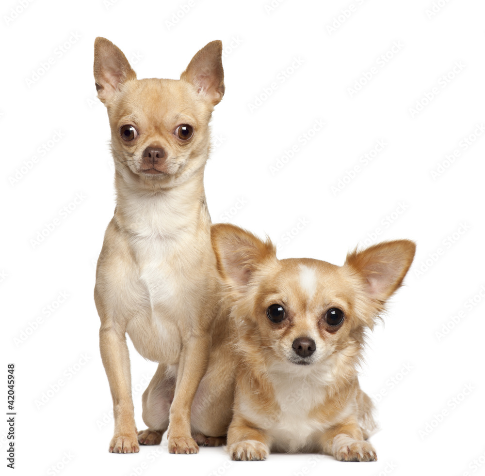 Chihuahuas, 2 years old, sitting against white background