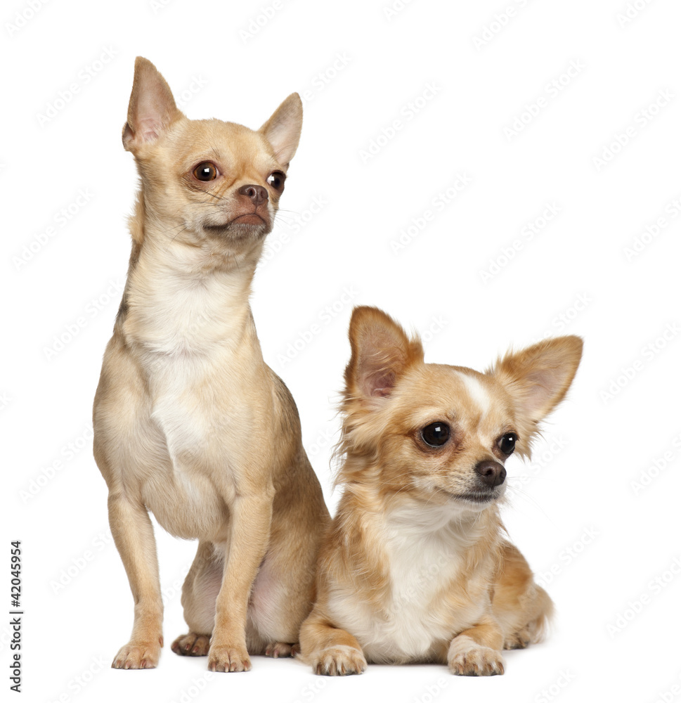 Chihuahuas, 2 years old, sitting against white background Chihuahuas, 2 years old, sitting against white background