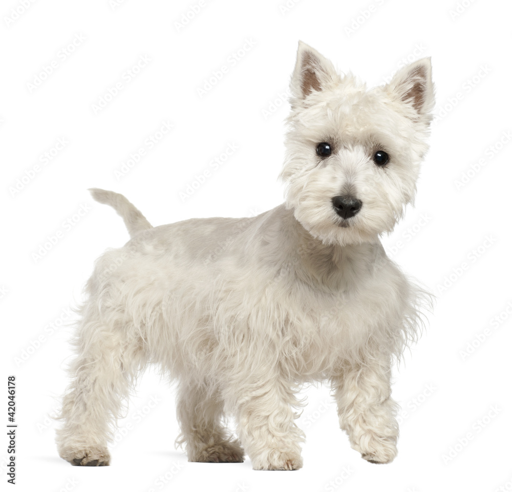 West Highland White Terrier puppy, 6 months old West Highland White Terrier puppy, 6 months old