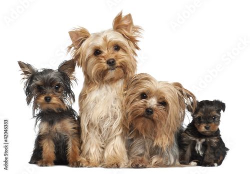 Yorkshire Terriers sitting against white background