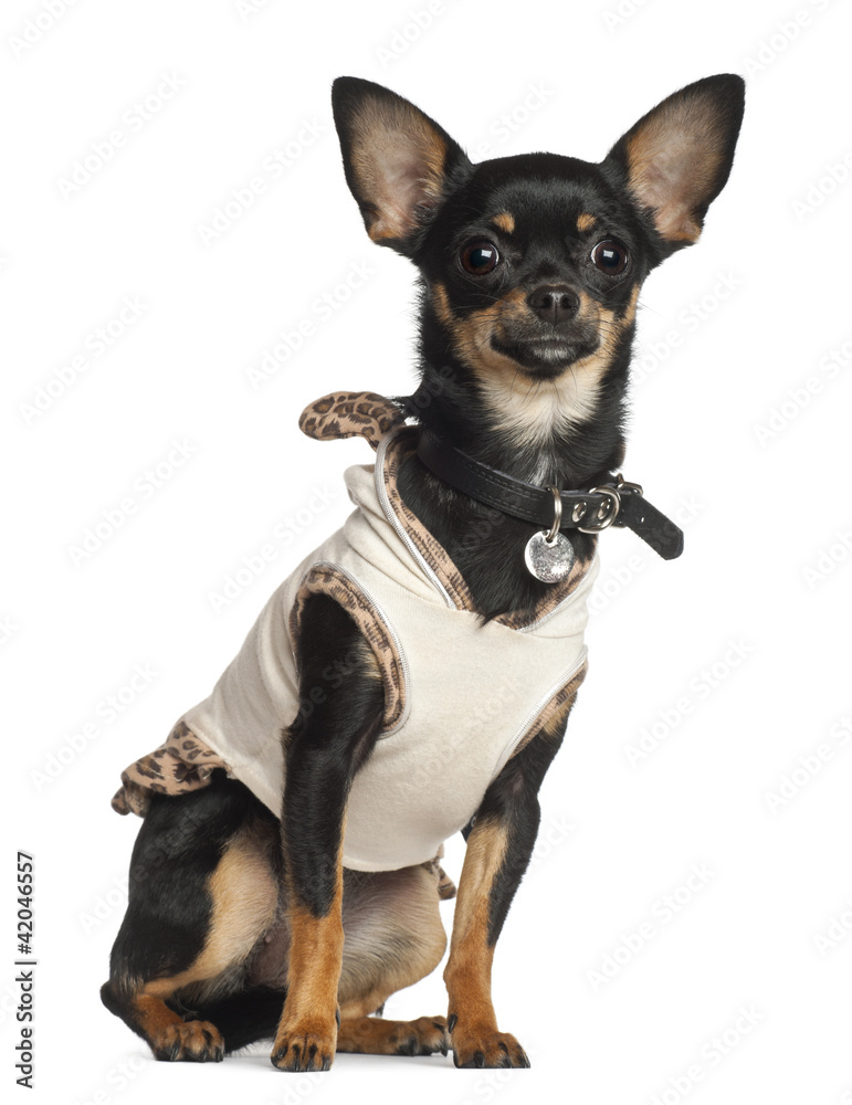 Chihuahua, 8 months old, sitting against white background Chihuahua, 8 months old, sitting against white background