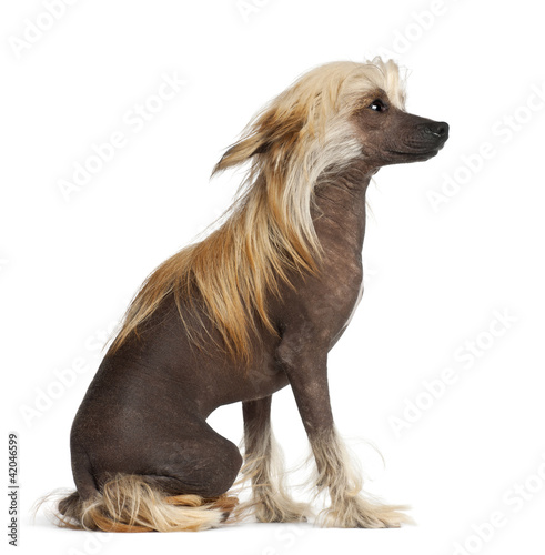 Fototapeta Naklejka Na Ścianę i Meble -  Chinese Crested Dog, 9 months old