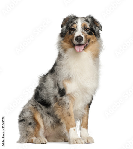 Australian Shepherd, 2 years old