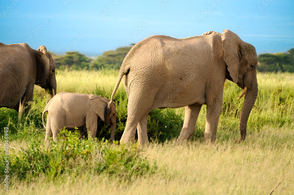 A group of savanna elephants with their babies is stay on the sa