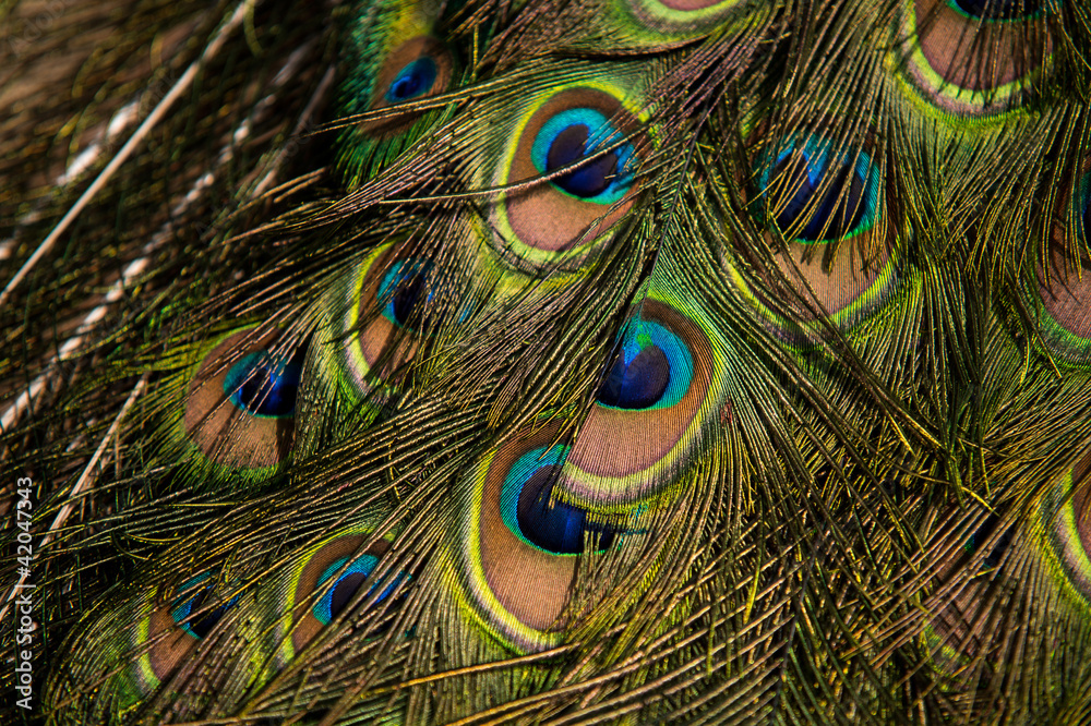 Fototapeta premium Peacock Feathers
