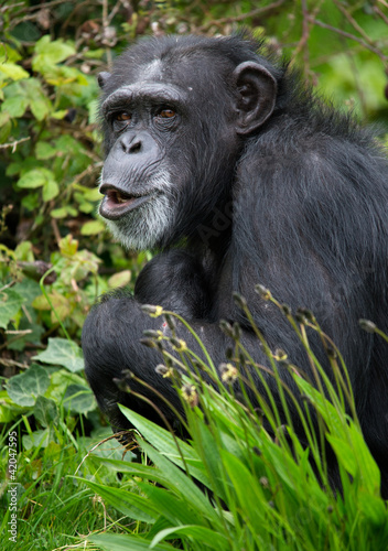 Chimpanzee © davemhuntphoto