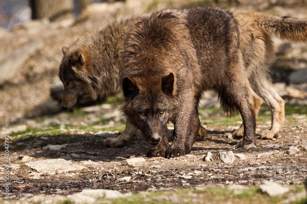 Timberwolf oder Amerikanischer Grauwolf (Canis lupus lycaon) Timberwolf oder Amerikanischer Grauwolf (Canis lupus lycaon)