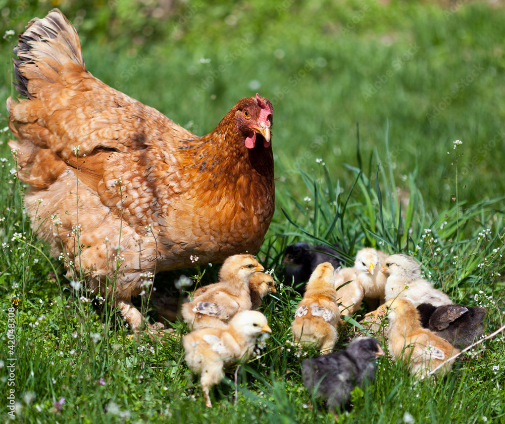 Obraz premium Chicken with babies