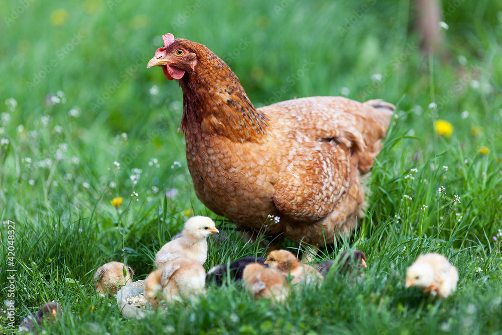 Fototapeta premium Chicken with babies