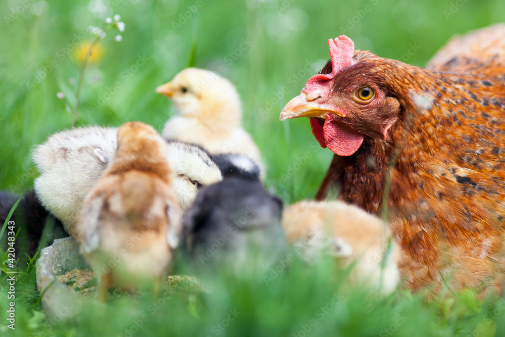 Fototapeta premium Chicken with babies