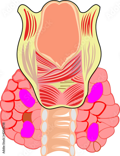 The Parathyroids