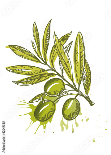 Vector sketch of olive tree branch