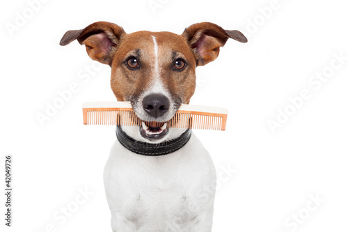 dog with comb photo