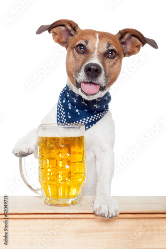 drunk dog with beer photo