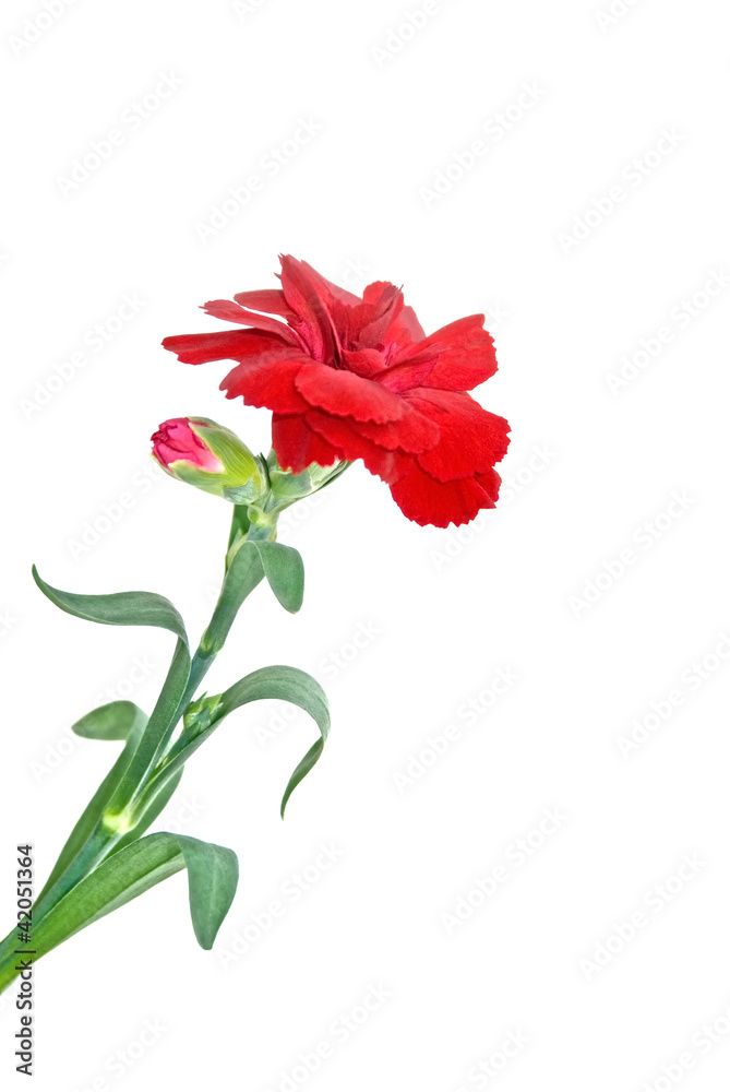 Fototapeta premium Nelke