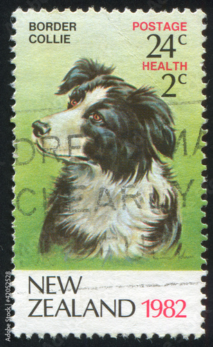 Border collie