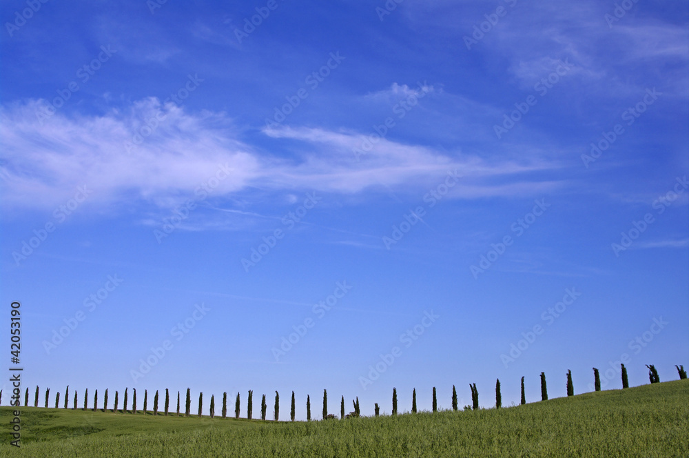 cipressi cipressi