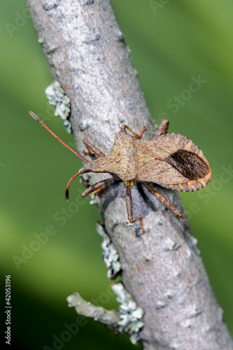 dock leaf bug, coreus marginatus photo