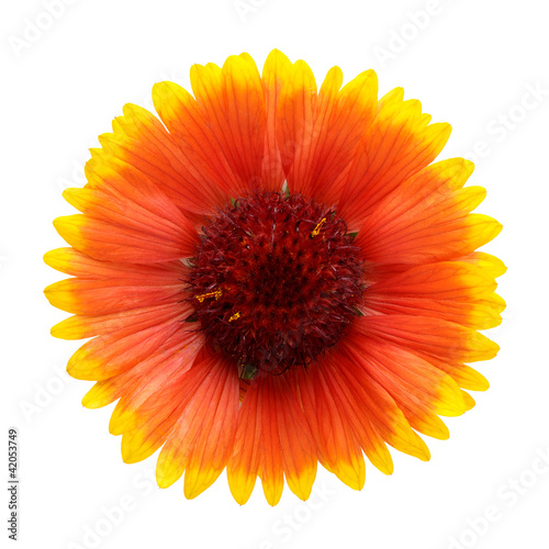 Helenium flower isolated on white background photo
