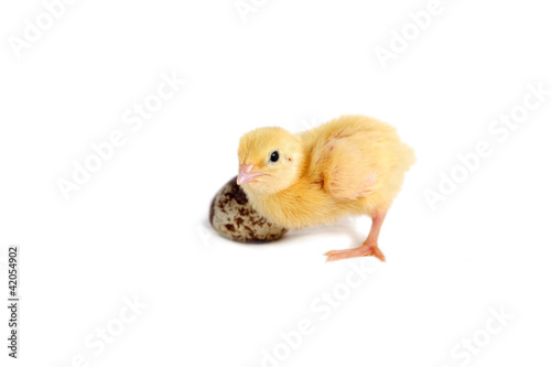 Quail chick