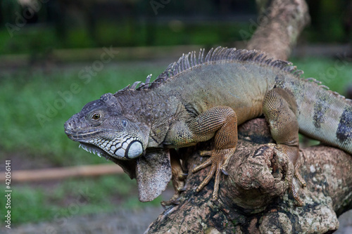 big iguana against the tropical jungle