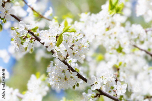 white cherry flowers on spring time