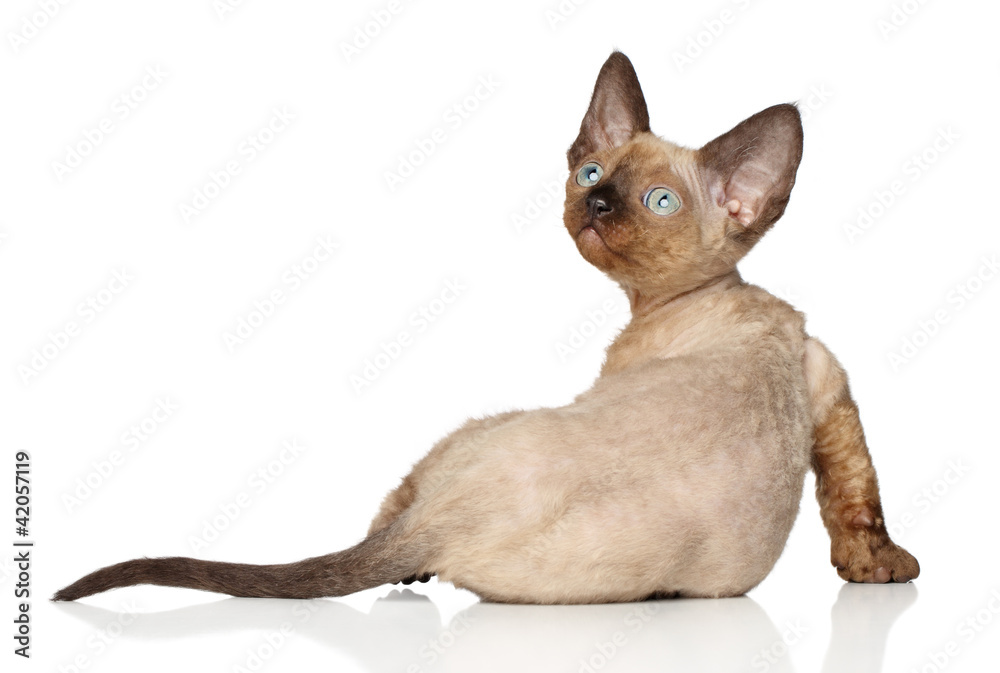 Devon Rex kitten on white background