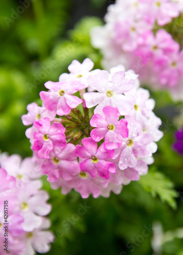 pink flowers © termis1983