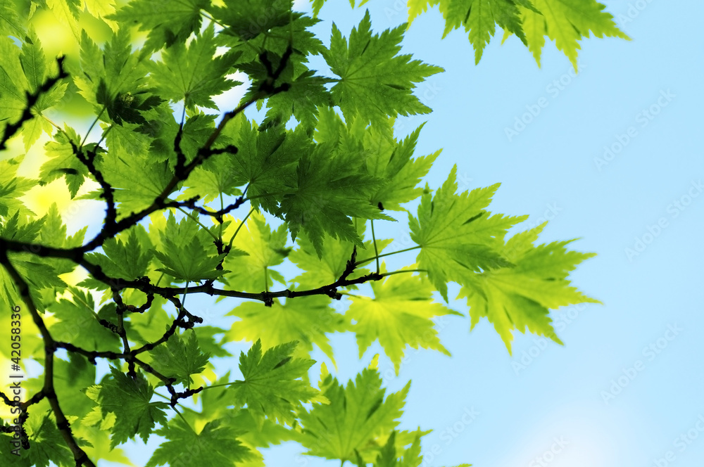 Obraz premium Maple Leaves