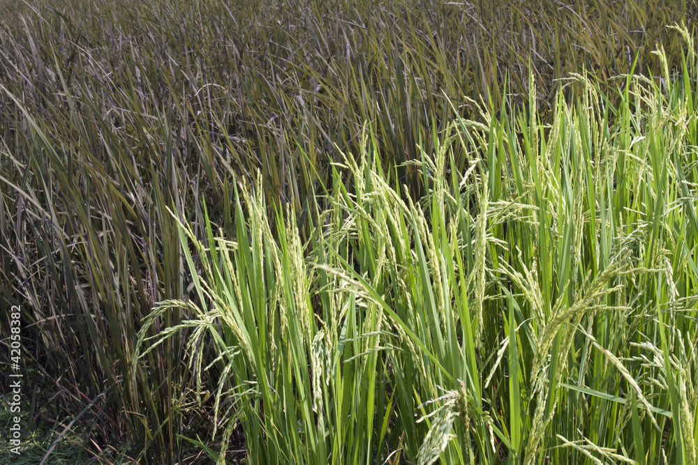 Fototapeta premium Black and white rice plant